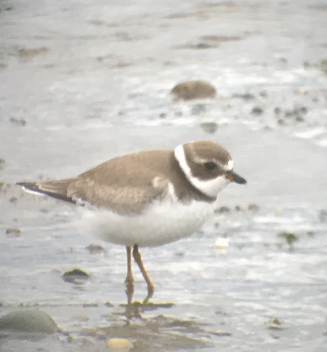Semipalmated Plover - ML256962261