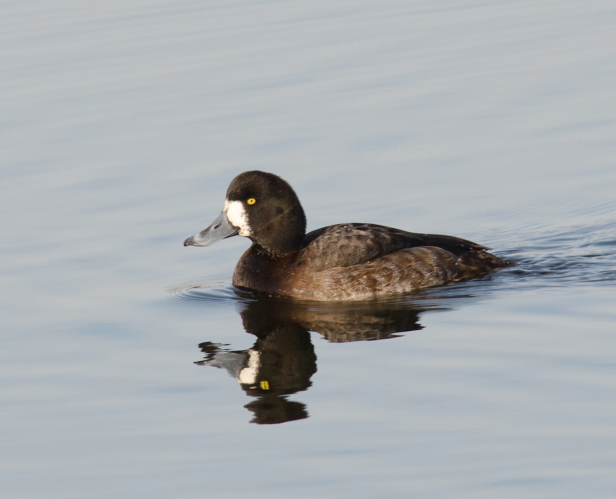 Greater Scaup - ML256962381