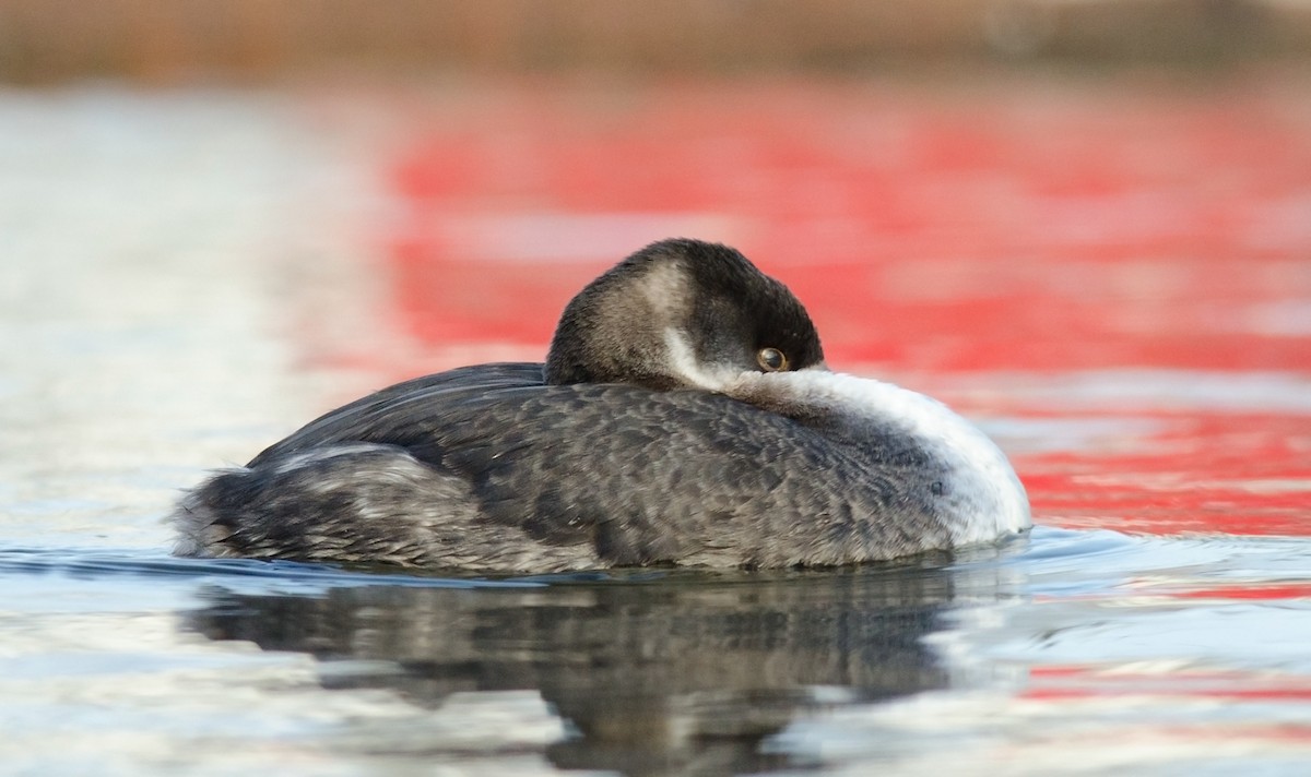 Red-necked Grebe - Alix d'Entremont
