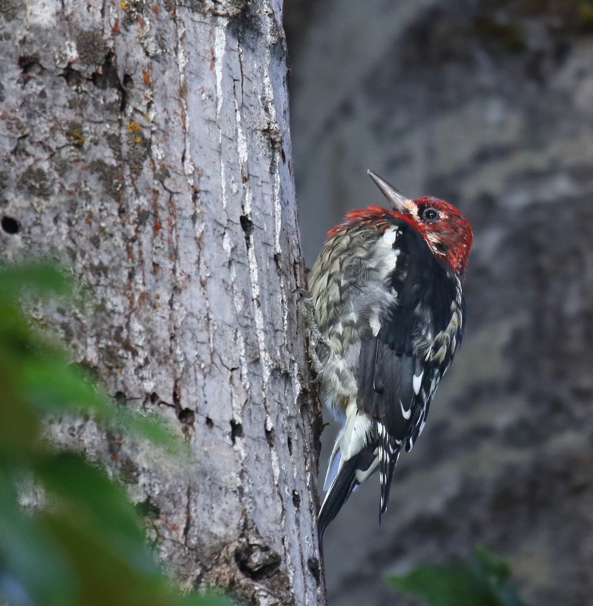 Red-breasted Sapsucker - ML256968031