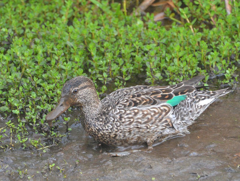 Green-winged Teal - ML25696981