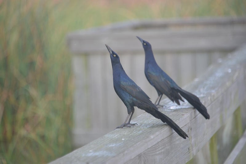 Great-tailed Grackle - ML25697201