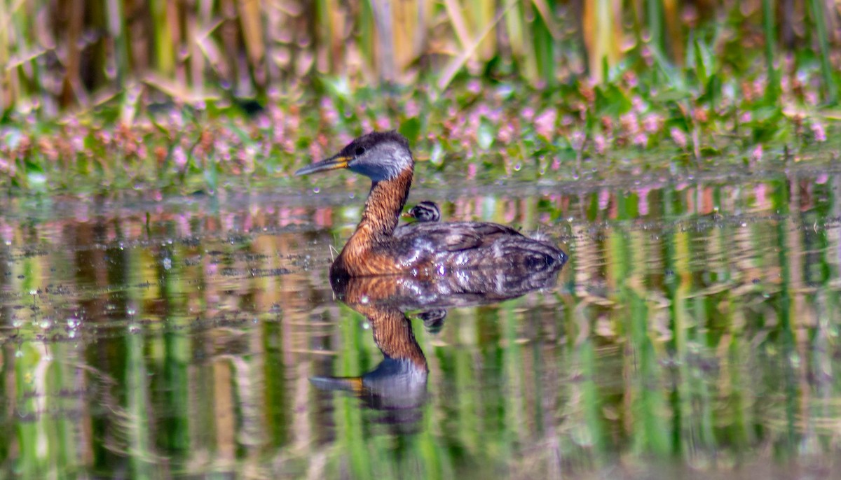 Red-necked Grebe - ML256973671