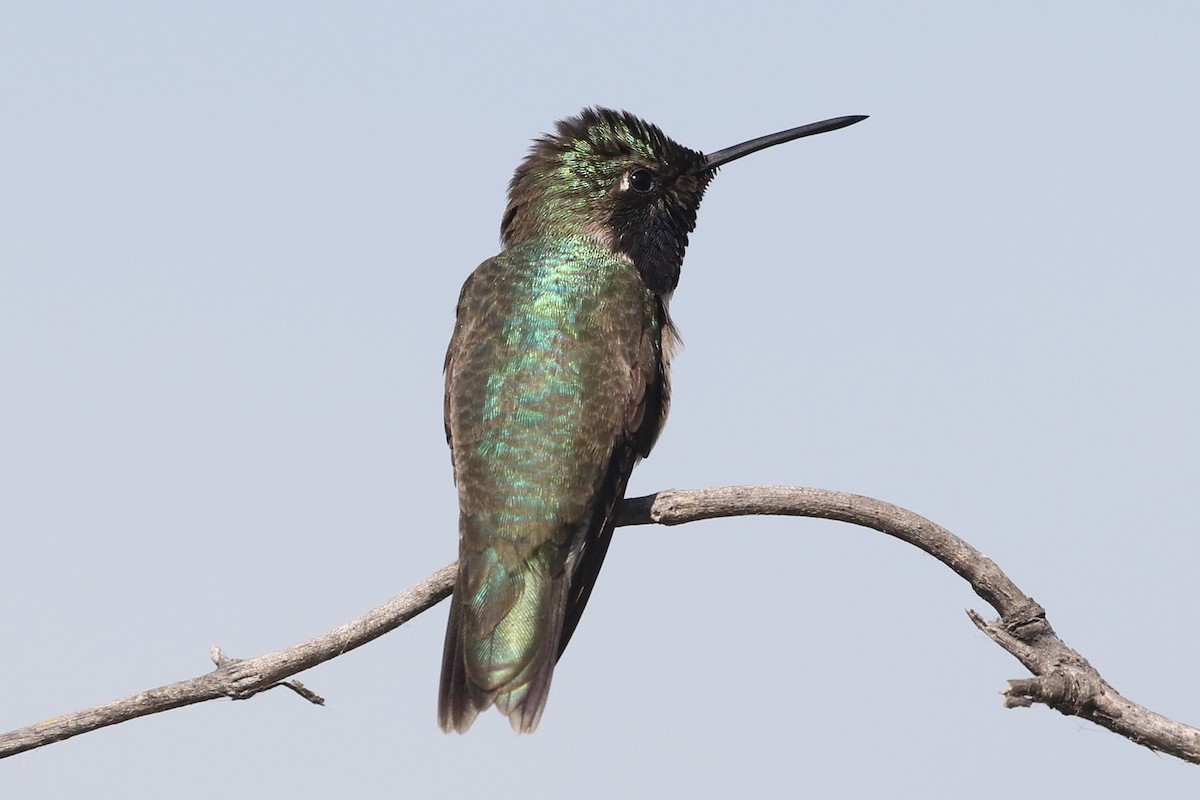 Black-chinned x Costa's Hummingbird (hybrid) - ML256974121