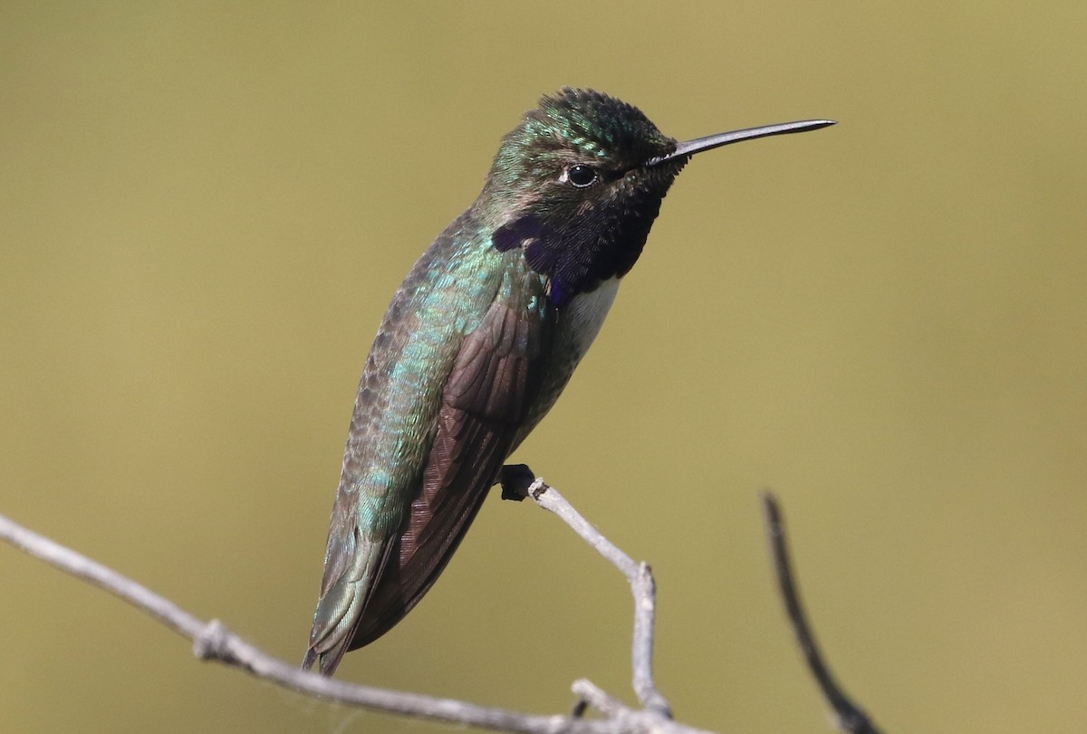 Black-chinned x Costa's Hummingbird (hybrid) - James Bailey 🐦