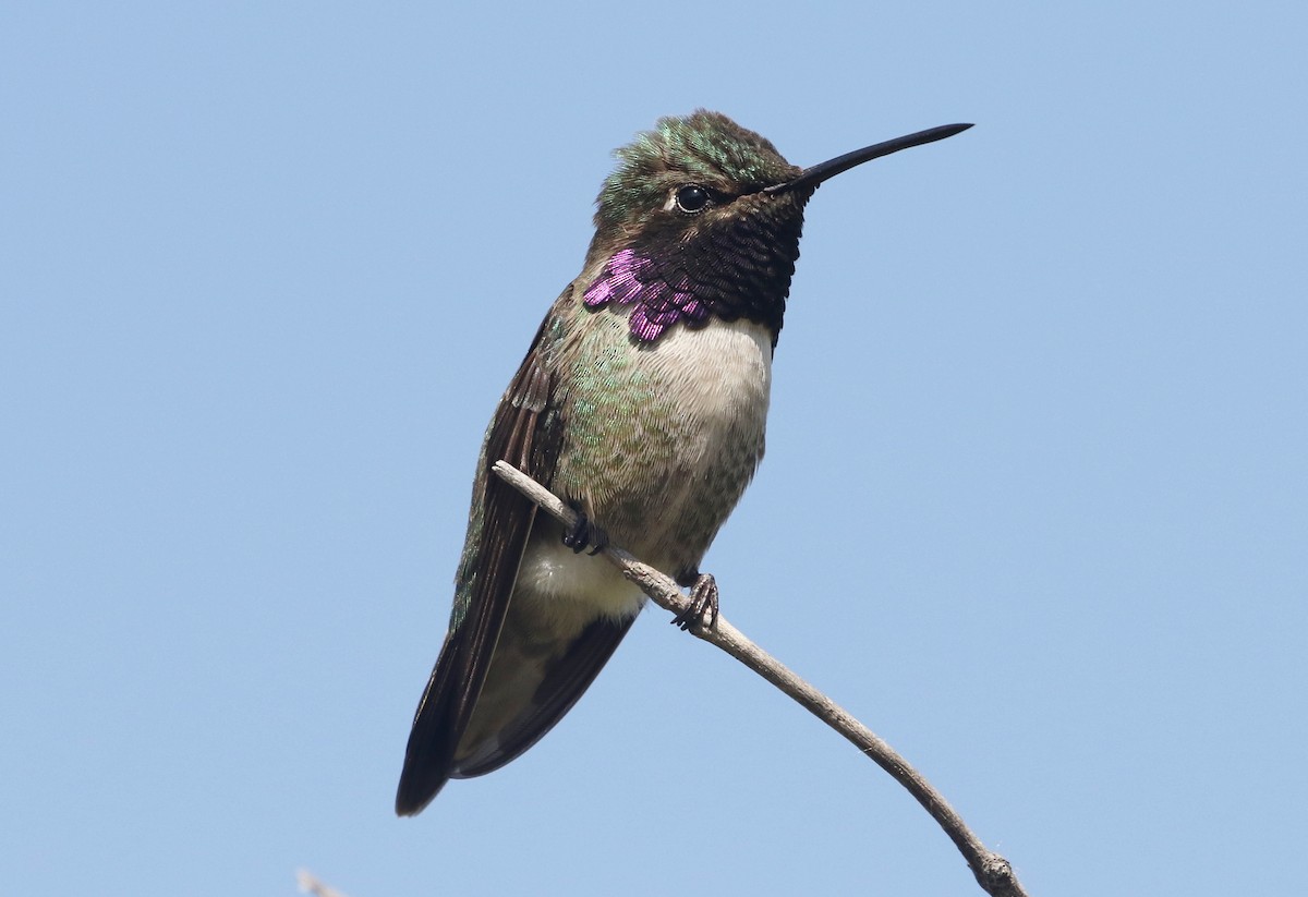 Black-chinned x Costa's Hummingbird (hybrid) - ML256974151
