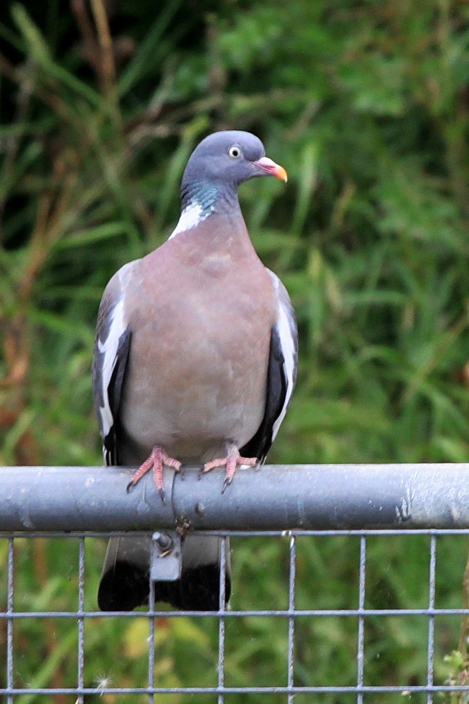 Common Wood-Pigeon - ML256978111