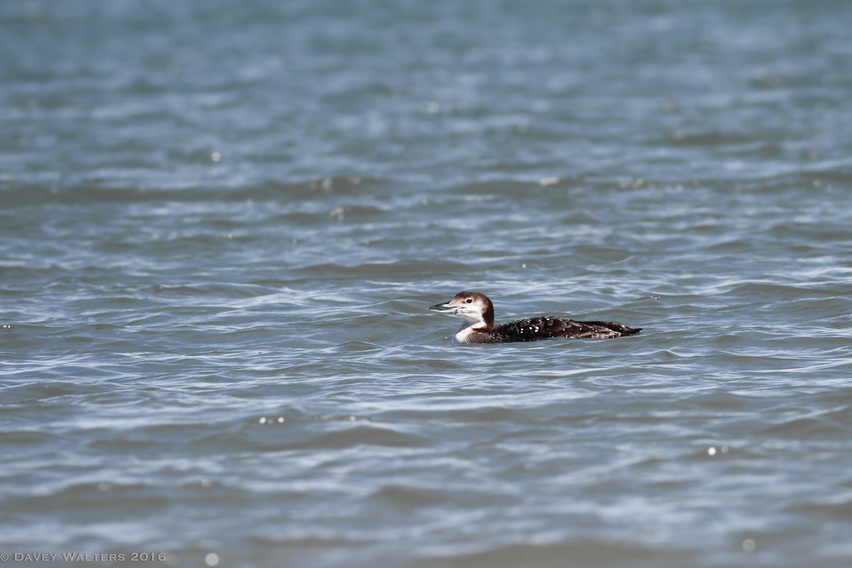 Common Loon - Davey Walters