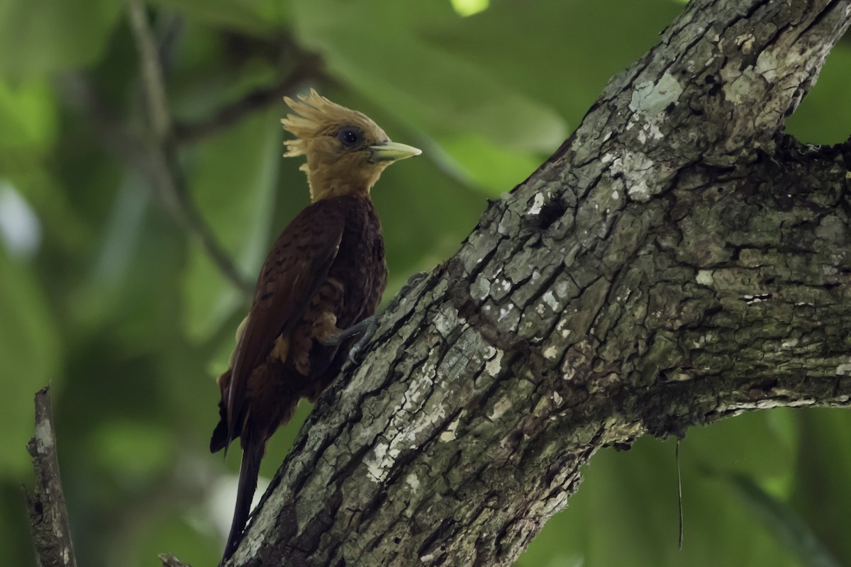 Chestnut-colored Woodpecker - ML256982651
