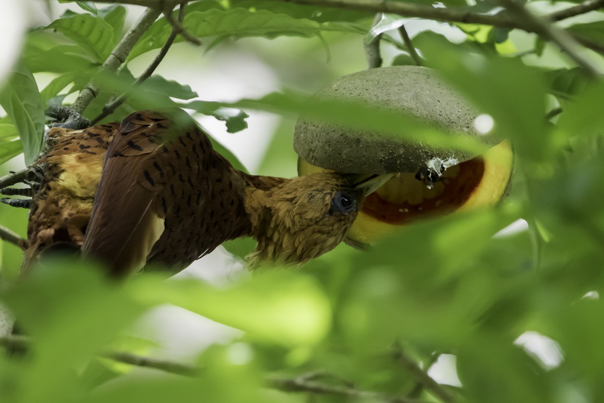 Chestnut-colored Woodpecker - ML256982681