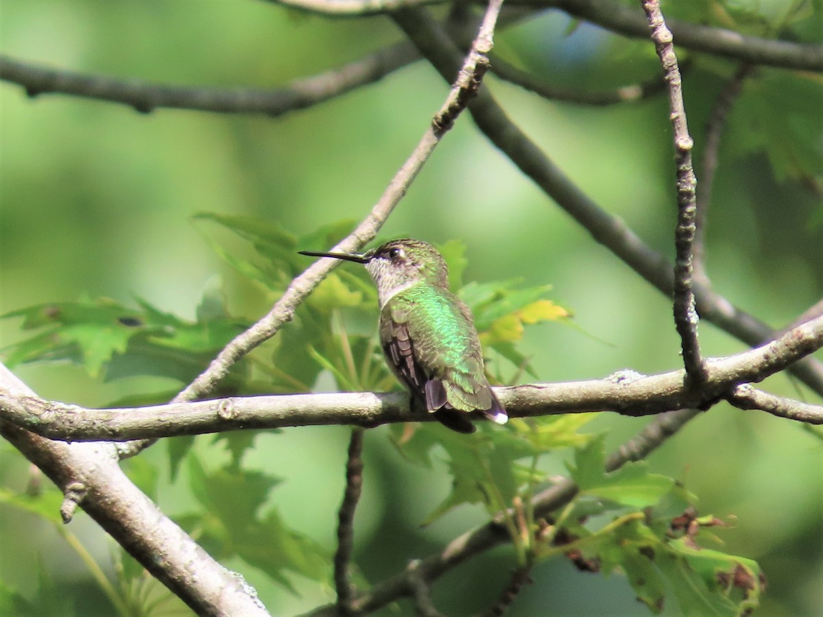 Ruby-throated Hummingbird - Lori Zabel