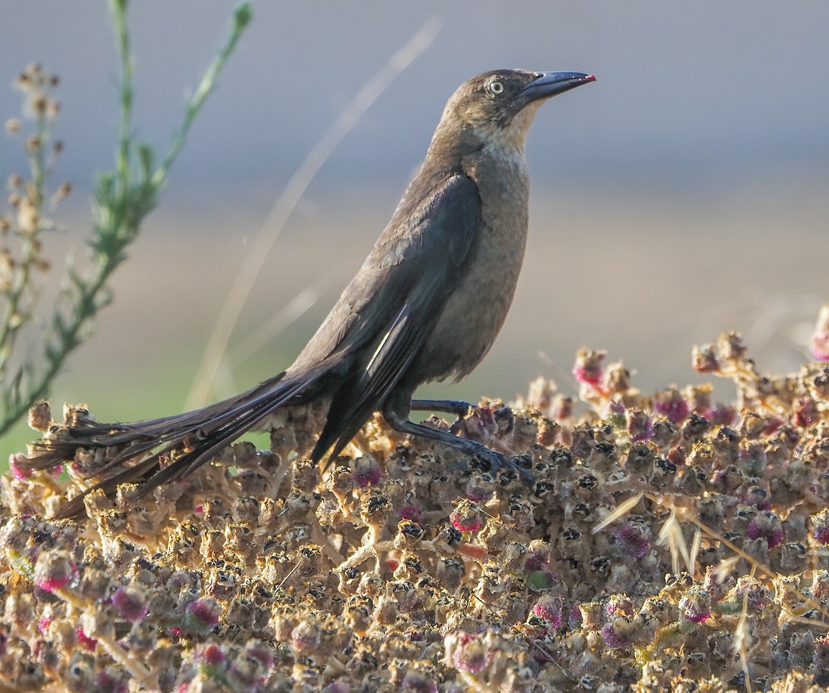 Great-tailed Grackle - ML256988221