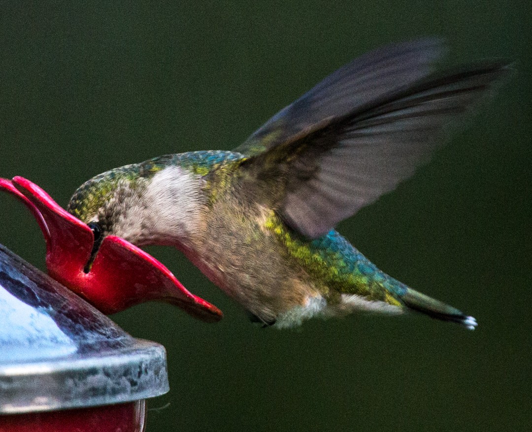 Ruby-throated Hummingbird - ML256993901