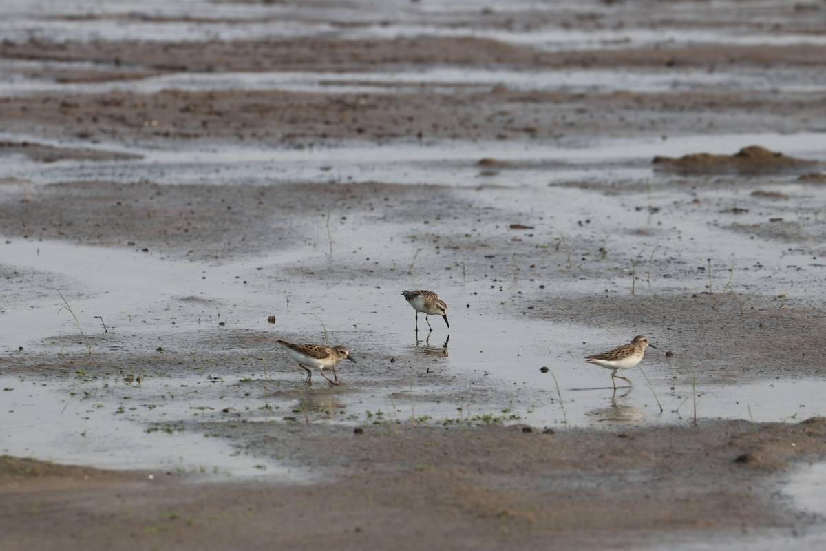 Semipalmated Sandpiper - Dave Cleary