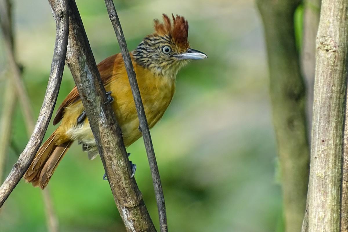Barred Antshrike - Jhonathan Miranda - Wandering Venezuela Birding Expeditions