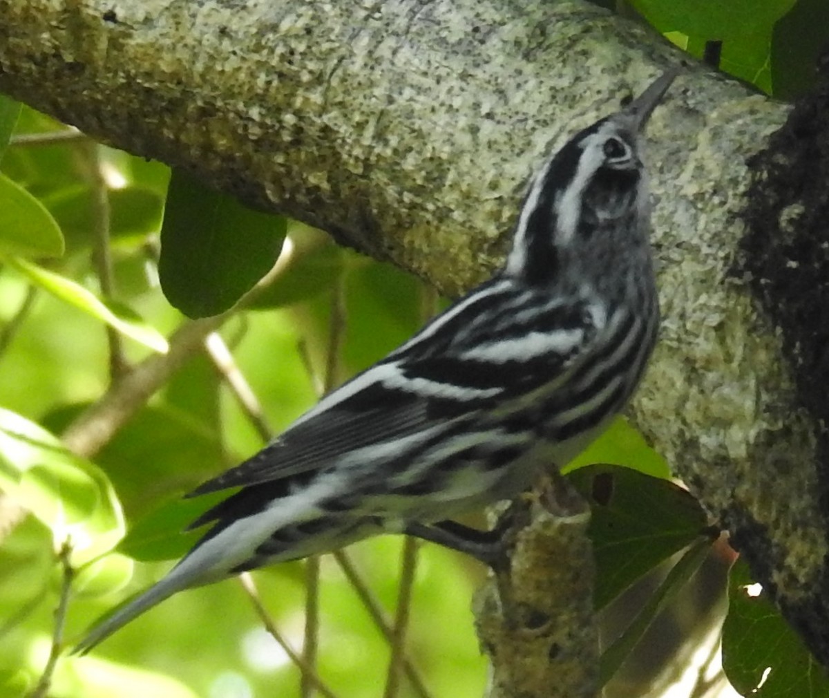 Black-and-white Warbler - ML257002401