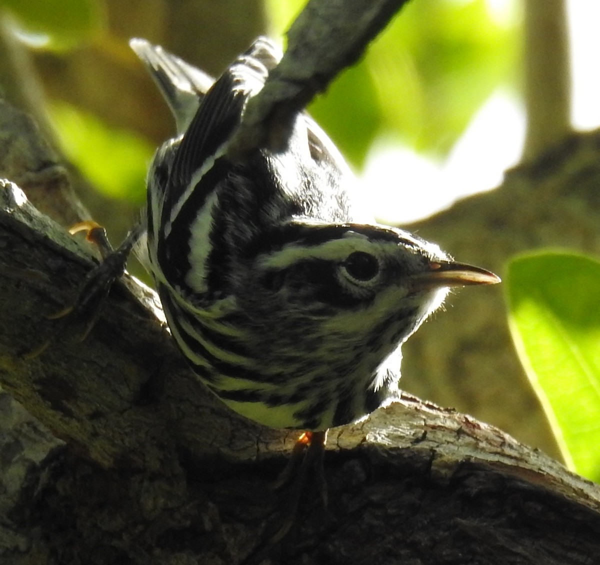 Black-and-white Warbler - ML257002411