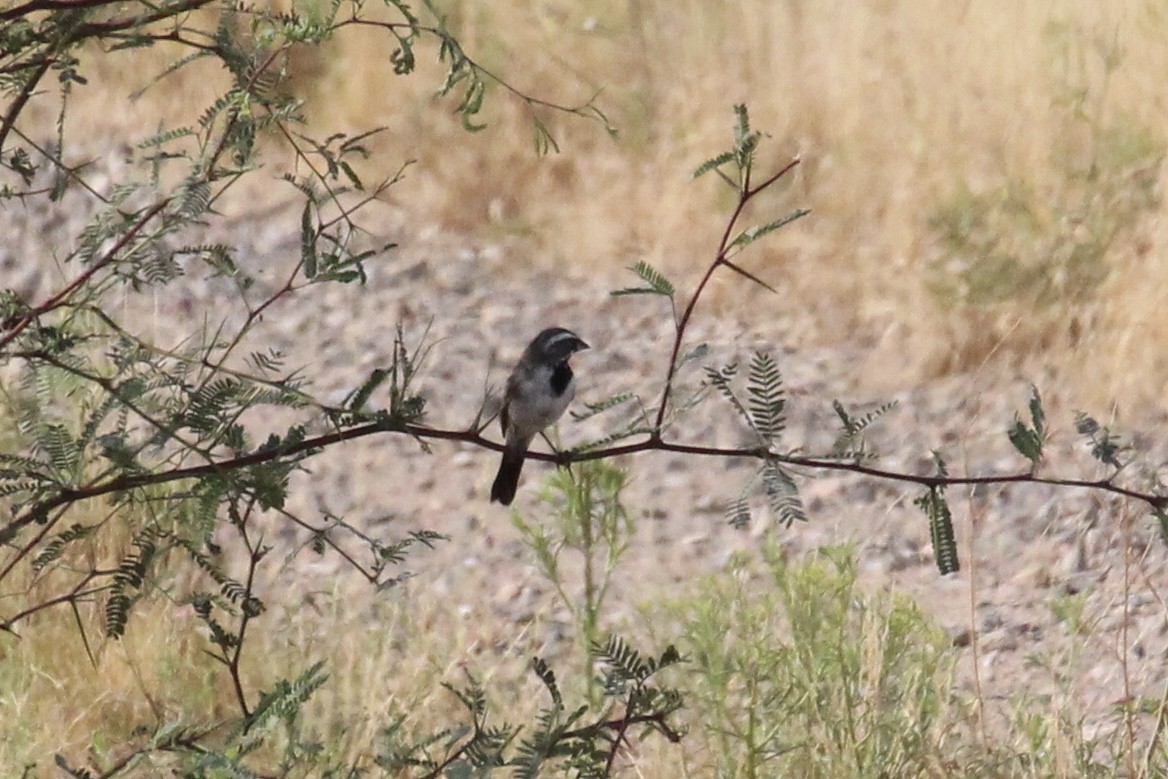 Black-throated Sparrow - H.M. Hofling