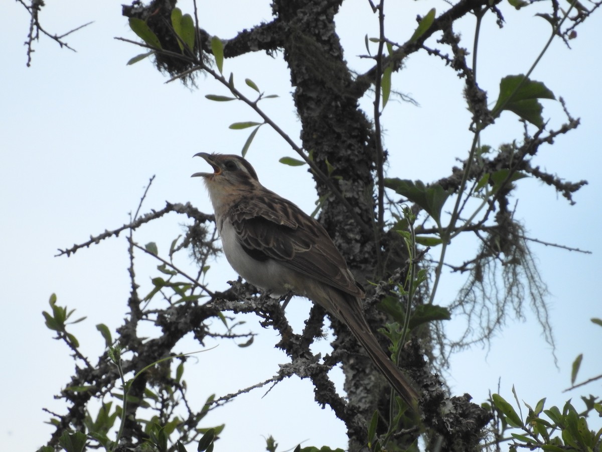 Striped Cuckoo - Raul Ibarra