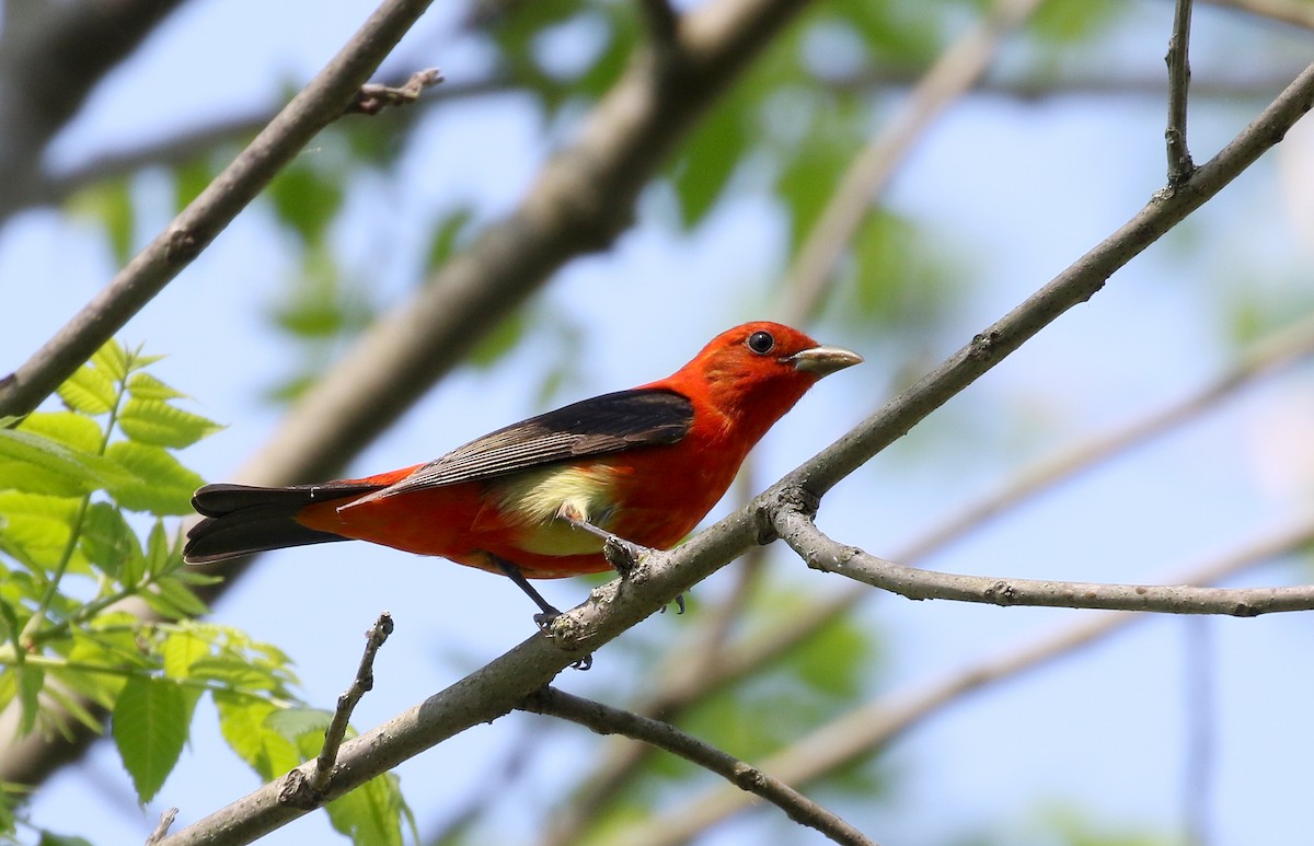 Scarlet Tanager - ML257003491