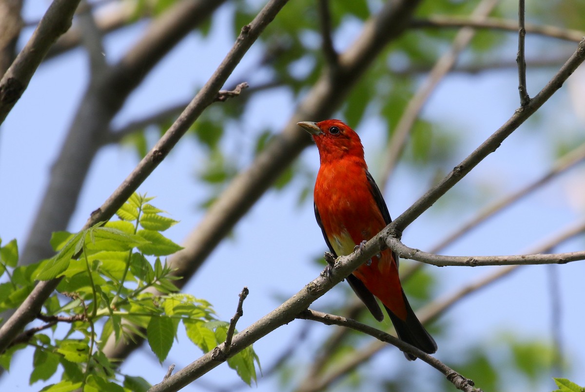 Scarlet Tanager - ML257003551