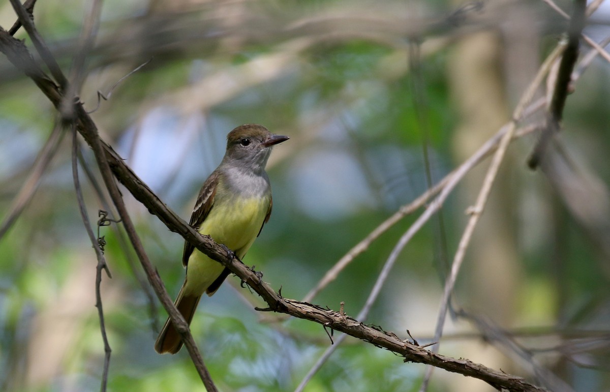 Great Crested Flycatcher - ML257003811