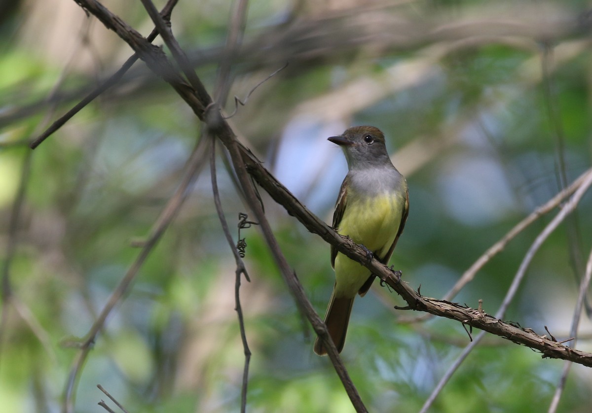 Great Crested Flycatcher - ML257003821