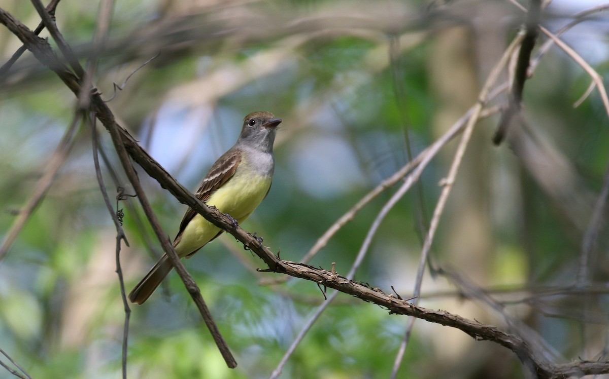 Great Crested Flycatcher - ML257003841