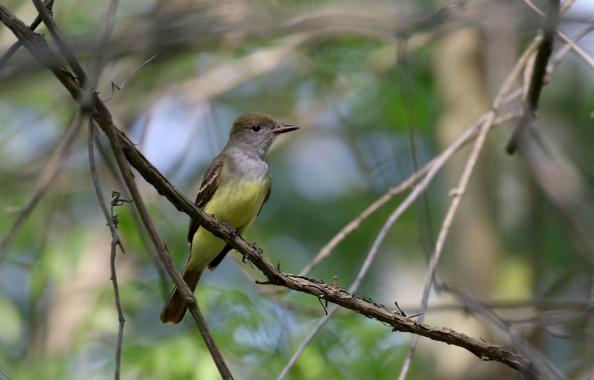 Great Crested Flycatcher - ML257003861