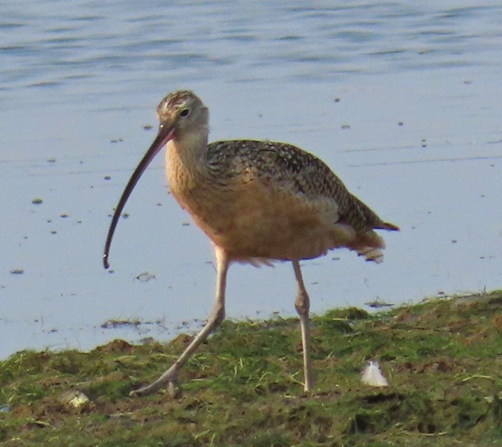 Long-billed Curlew - ML257005851