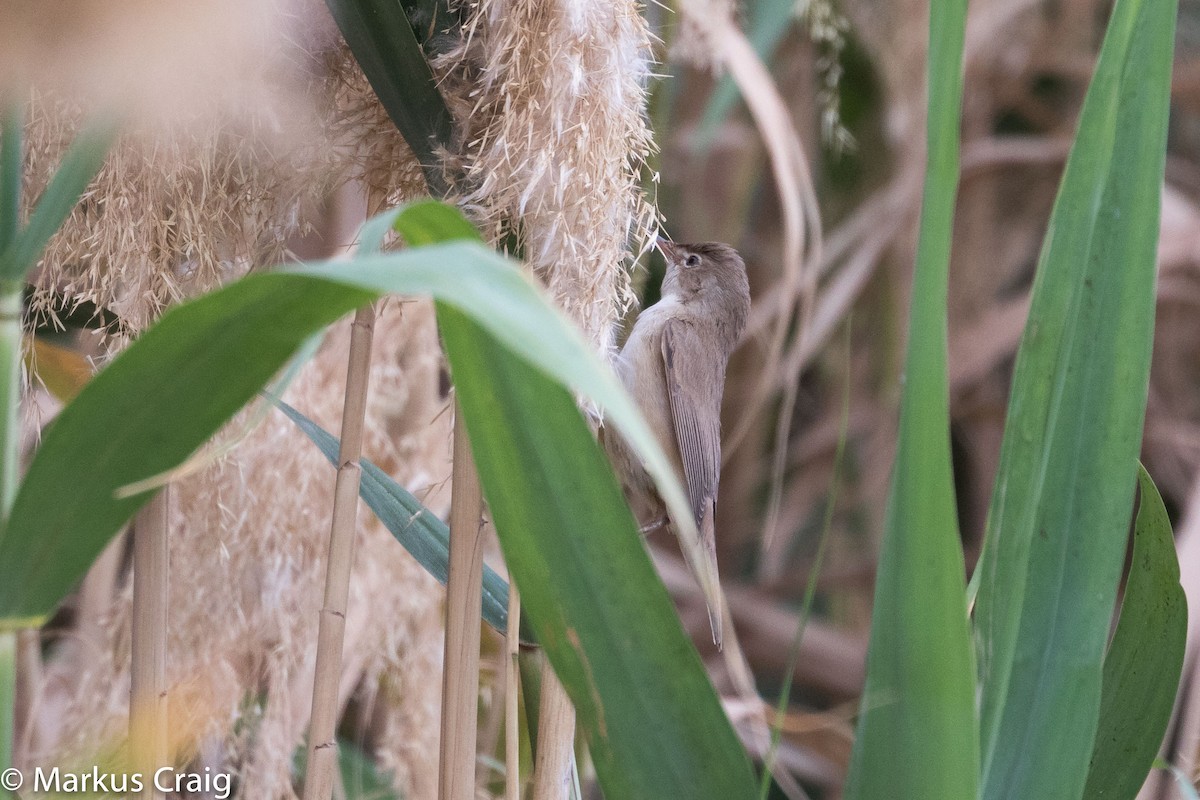 Common Reed Warbler (Caspian) - ML25700651