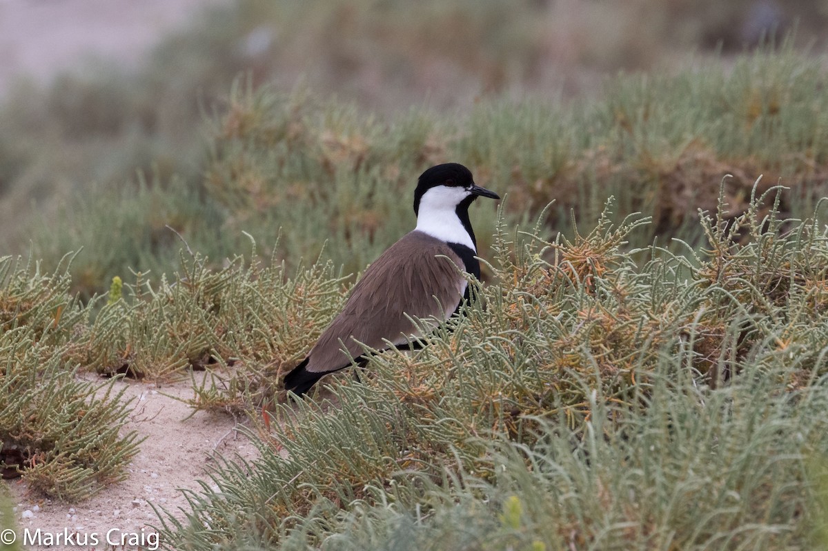Spur-winged Lapwing - ML25700731