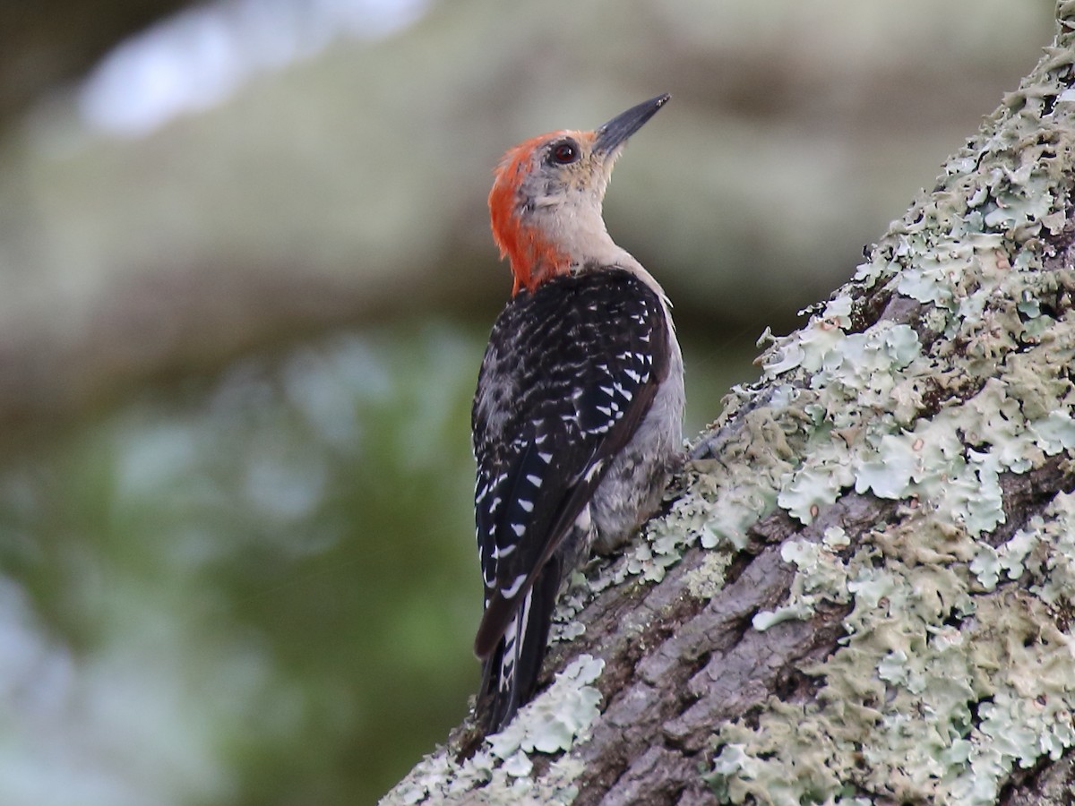 Red-bellied Woodpecker - ML257011011