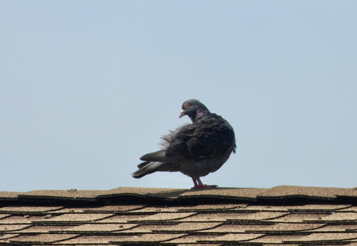 Rock Pigeon (Feral Pigeon) - Indira Thirkannad