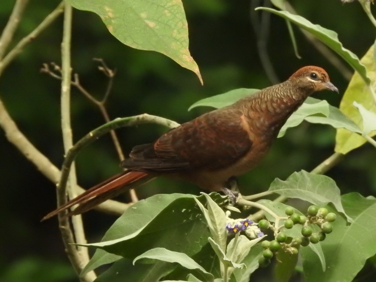 Brown Cuckoo-Dove - ML257023761