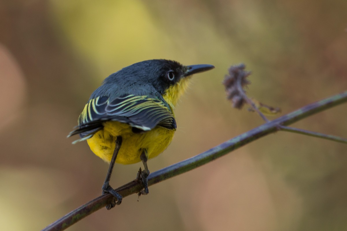 Common Tody-Flycatcher - Jhonathan Miranda - Wandering Venezuela Birding Expeditions