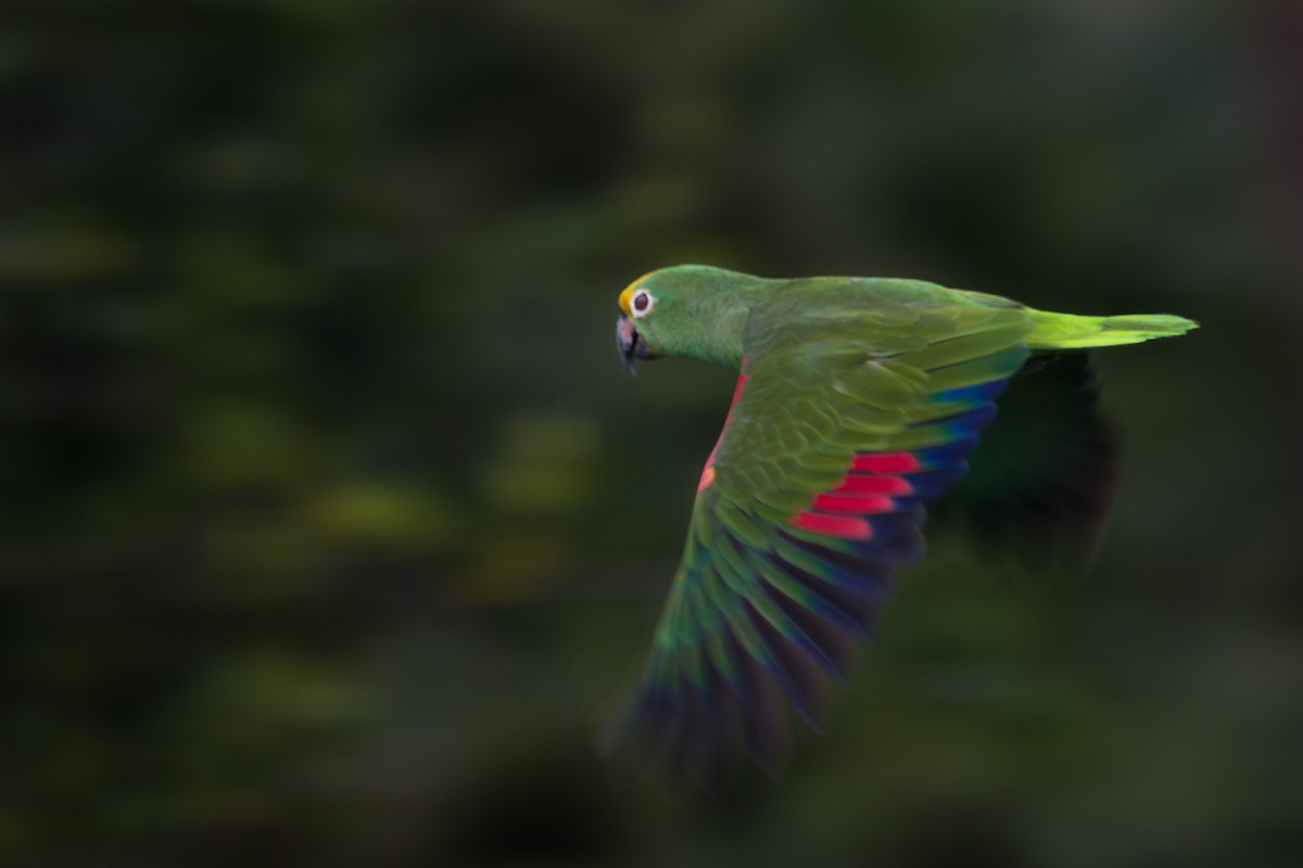 Yellow-crowned Parrot - Jhonathan Miranda - Wandering Venezuela Birding Expeditions