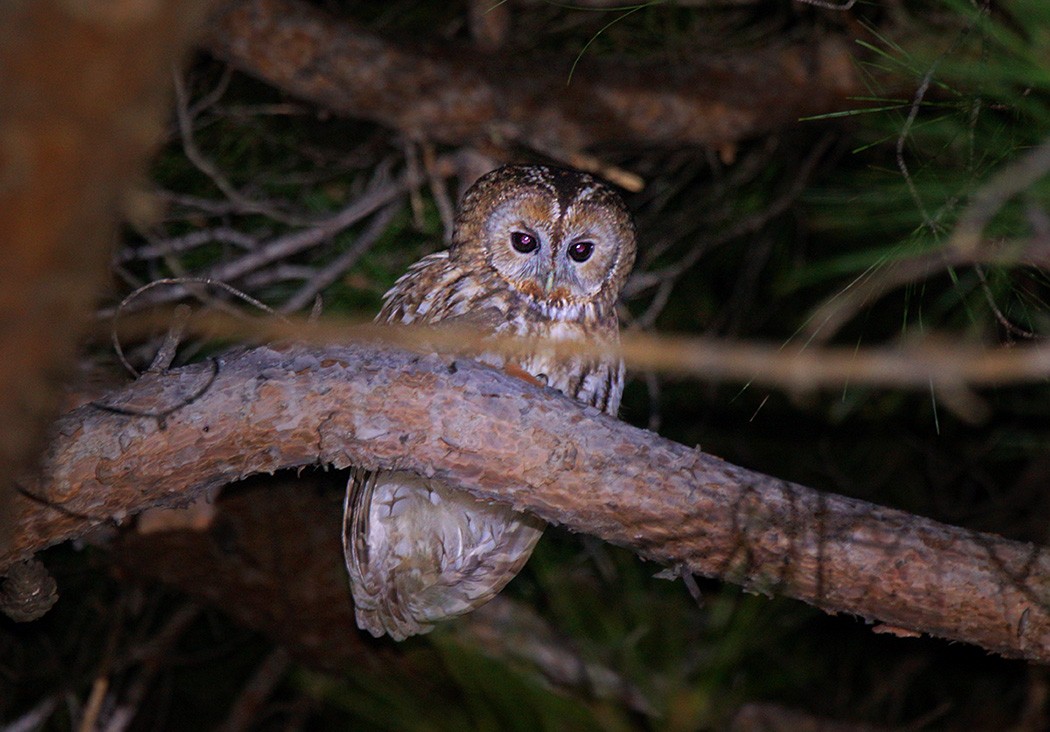 Tawny Owl - Oğuz Eldelekli