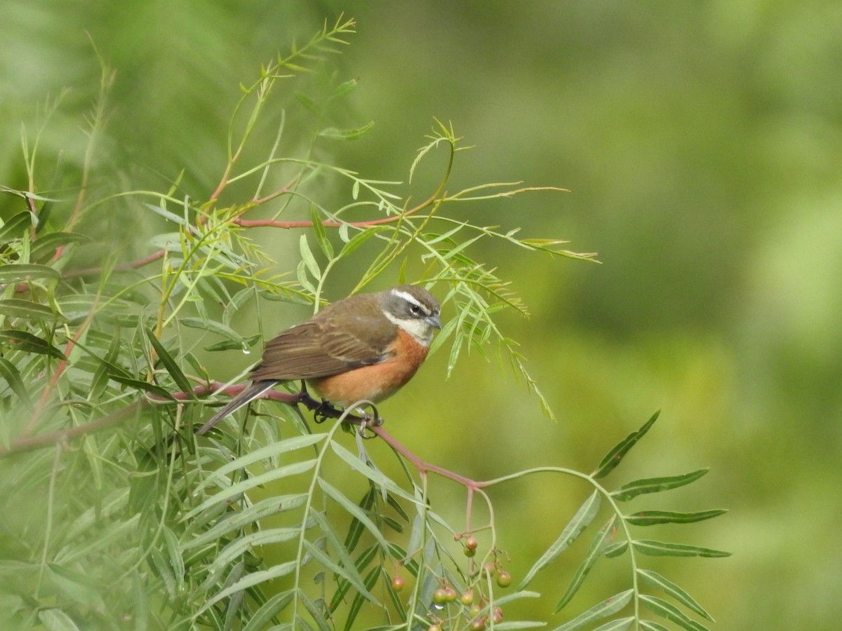 Bolivian Warbling Finch - ML257028341