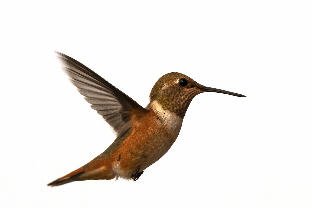 Rufous Hummingbird - ML257029341
