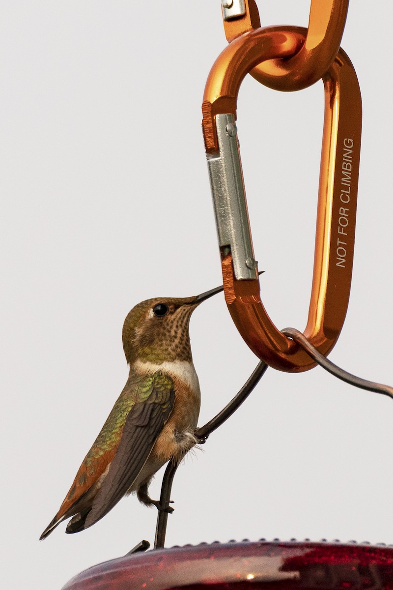 Rufous Hummingbird - ML257029361