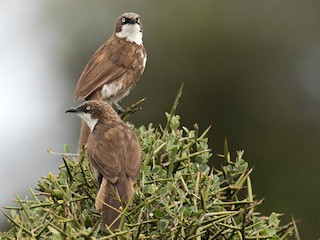 - Northern Pied-Babbler