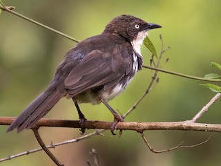 - Northern Pied-Babbler