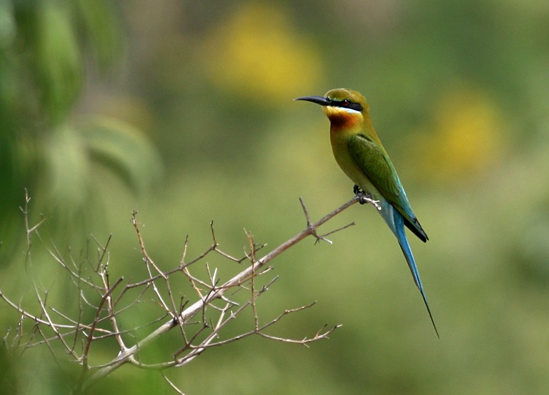 Blue-tailed Bee-eater - ML257031341