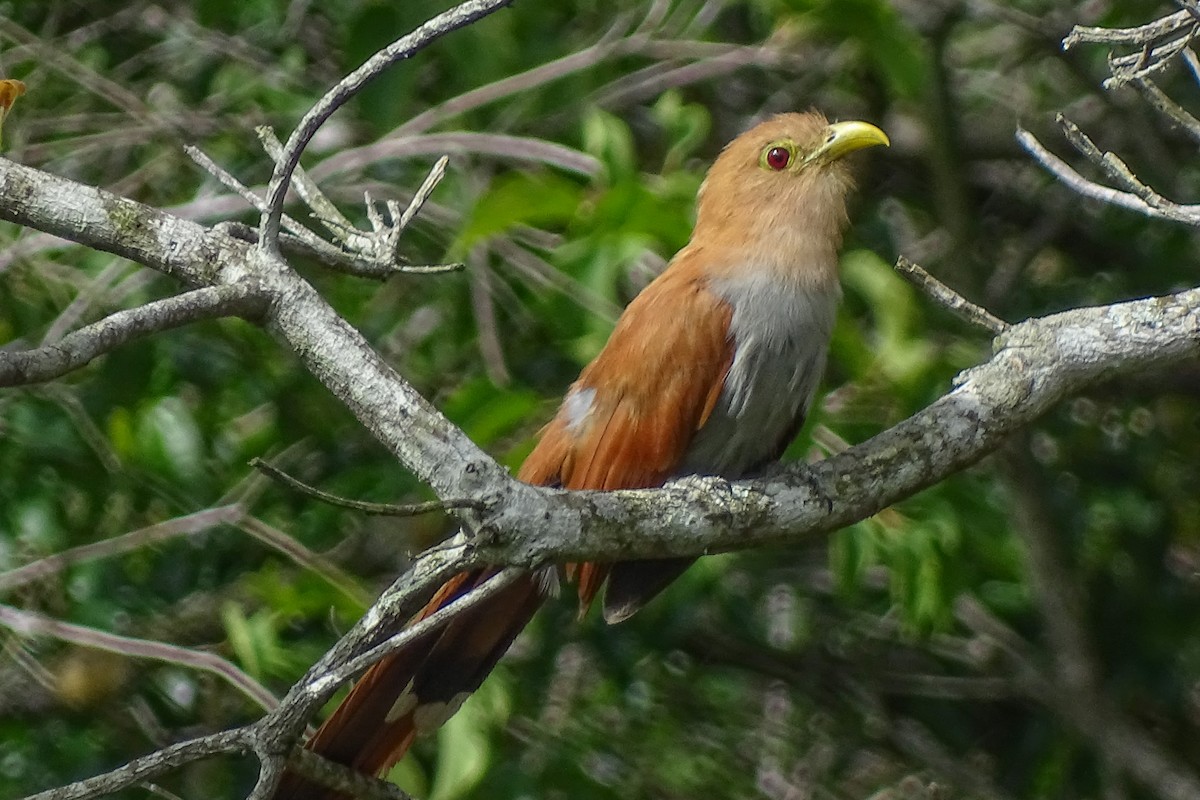 Squirrel Cuckoo - Jhonathan Miranda - Wandering Venezuela Birding Expeditions