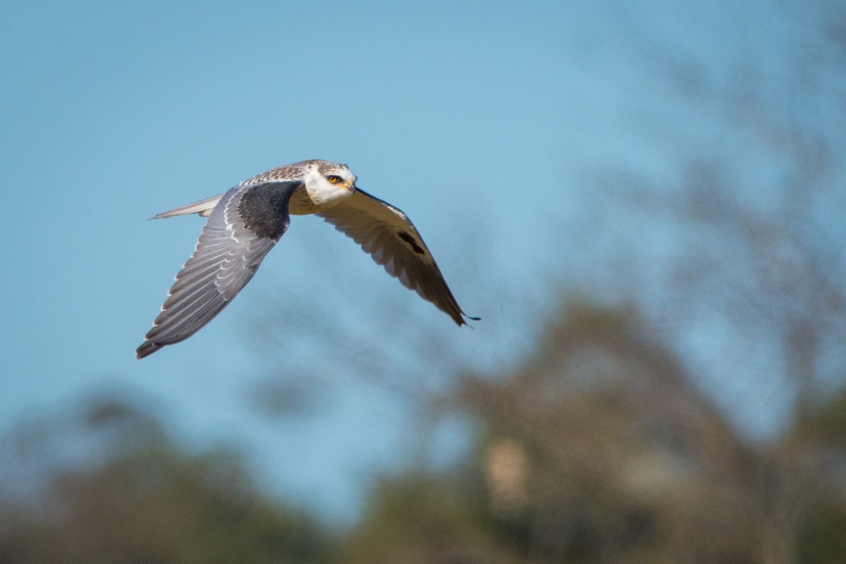 White-tailed Kite - ADRIAN GRILLI