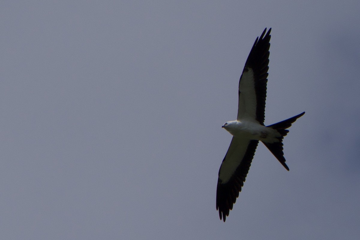 Swallow-tailed Kite - ML257036161