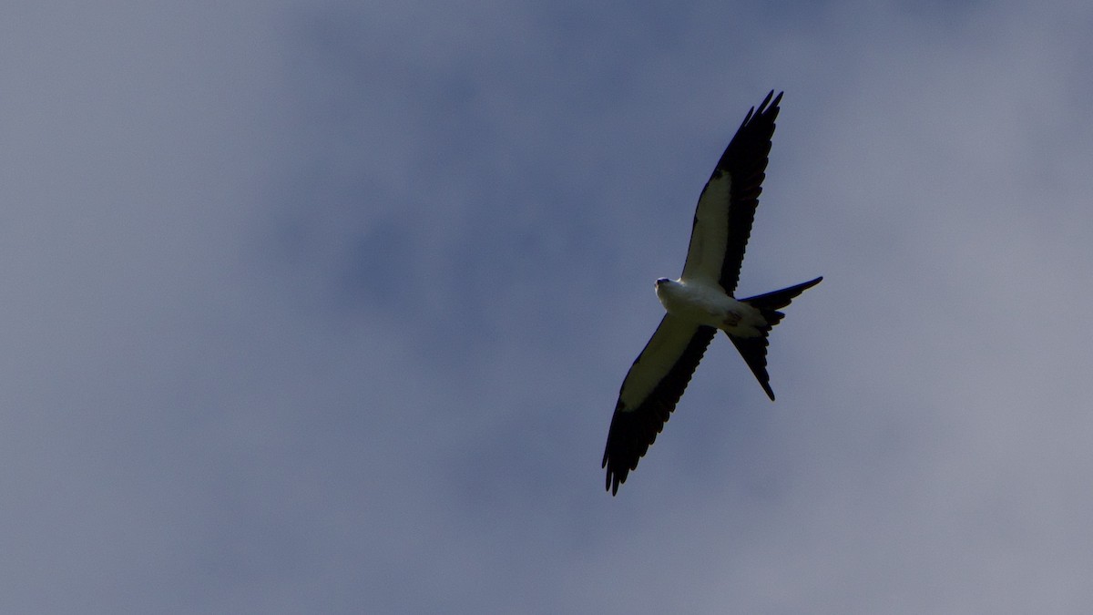 Swallow-tailed Kite - Andy McGann
