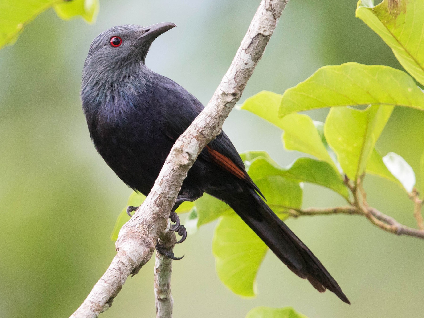 Chestnut-winged Starling - Jim Hully