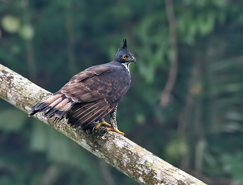 Blyth's Hawk-Eagle - Peter Ericsson